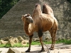 260px-bactrian_camel